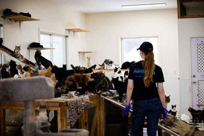San Diego Humane Society officers and staff examine hundreds of animals, including more than 225 cats, during a large-scale rescue operation at a sanctuary in Julian. Photo by San Diego Humane Society