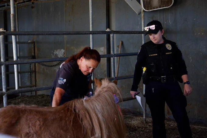 San Diego Humane Society staff examine a pony during a rescue operation at a Julian animal sanctuary. Photo by San Diego Humane Society
