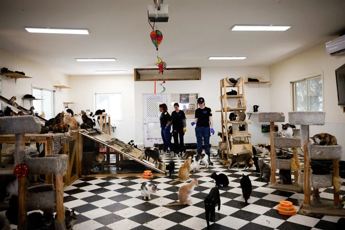 Dozens of cats received intake exams at a San Diego Humane Society facility after being removed from a Julian property. Photo by San Diego Humane Society