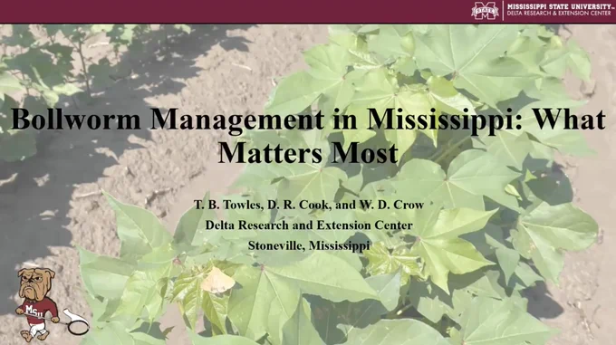 Bollworm Management in Mississippi: What Matters Most