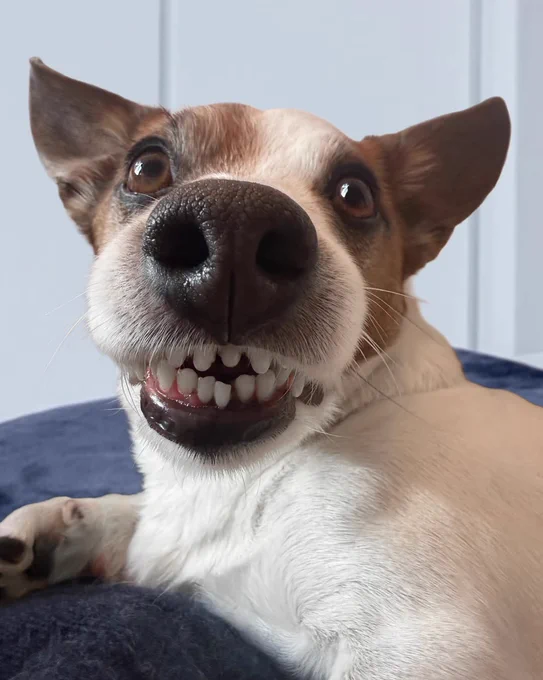 a close up of a white and brown jack russell's face. his triangular ears stand up and out from his head. he looks above the camera with brown eyes. his snoot is so close we could boop it, and he's showing off two rows of little tic tac teeth that may not be perfectly straight, but they are perfect nonetheless.