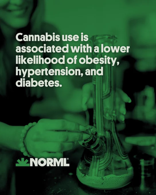 Headline reads, "Cannabis use is associated with a lower likelihood of obesity, hypertension, and diabetes." Background image shows a person sitting on a couch packing a bong.