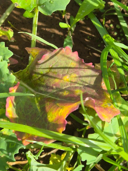 Turnip yellows virus symptoms on canola