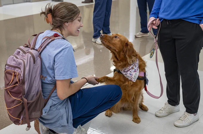 A woman kneels and smiles while holding the paw of a brown dog wearing a patterned bandana and harness, as another person stands nearby holding the leash.