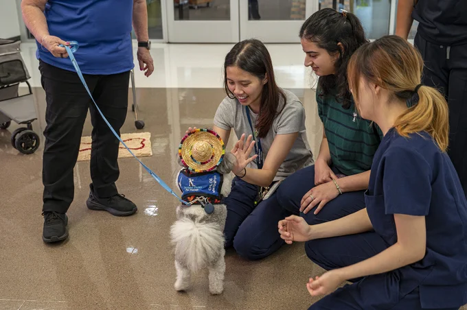 A small fluffy dog in a blue vest and straw hat stands on its hind legs, giving a high‑five to a kneeling woman and her friends, while a handler holds its blue leash.
