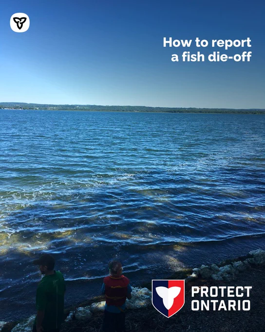 Two people standing on a shoreline of a lake, Text reads “How to report a fish die-off”
