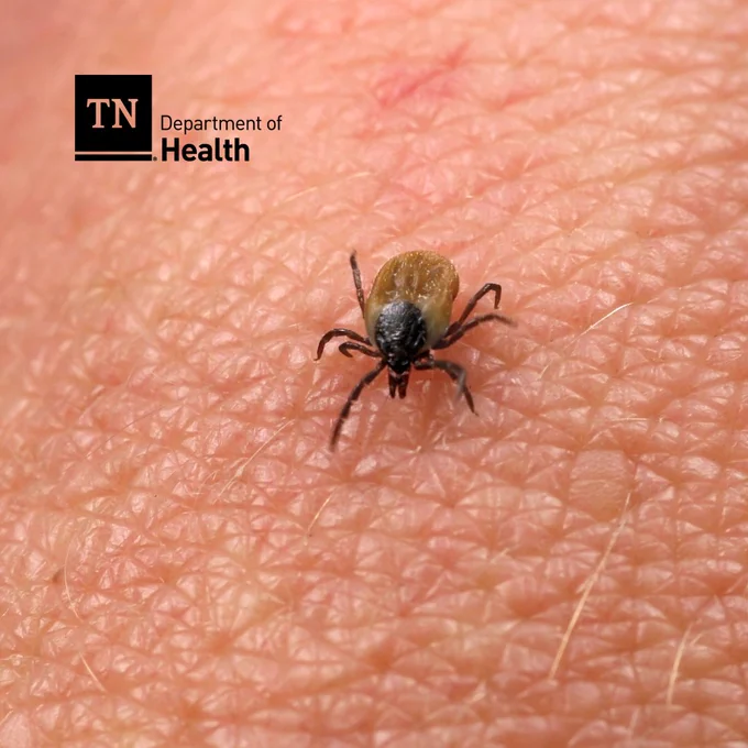 Close-up of a tick attached to human skin, with the Tennessee Department of Health logo in the corner.