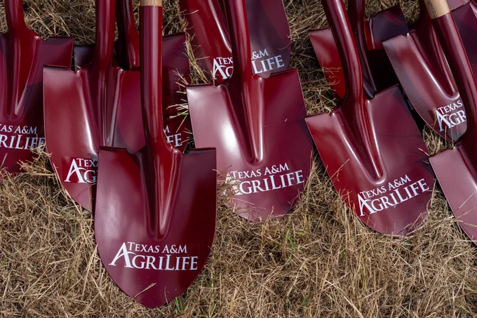 A collection of maroon shovels with "Texas A&M AgriLife" printed on them lies on dry grass.