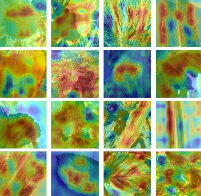 Example Grad-CAM images of the pretrained Channel Attention SiLU DenseNet201 model on before unseen test images of the PLDC-80 dataset.