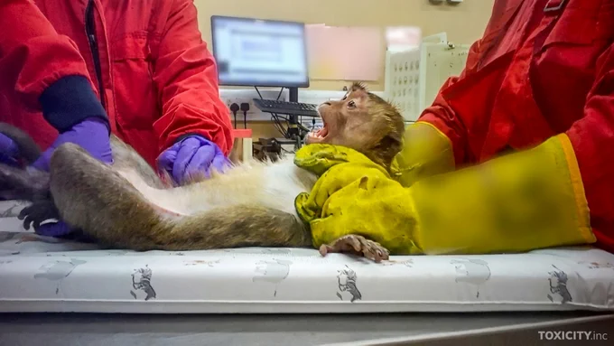 Long-tailed macaque in UK toxicity testing laboratory; Animals International/Toxicity.inc