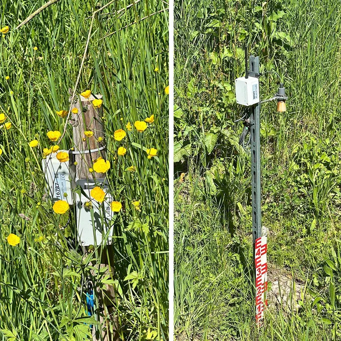 Two side-by-side photos of environmental monitoring sensors installed in a lush spring meadow in Zurich, surrounded by tall grasses and blooming yellow buttercups. The sensors are discreet and blend into the natural setting — illustrating off-grid, wireless data collection via LoRaWAN