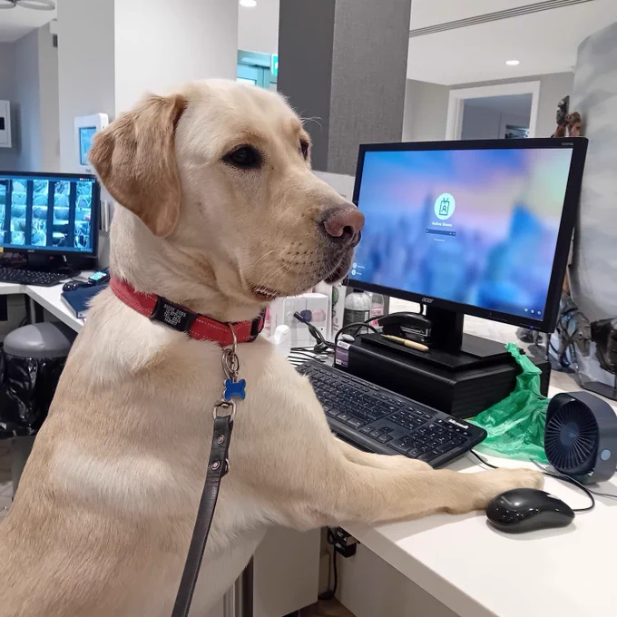 Casper sitting at a desk in front of a computer