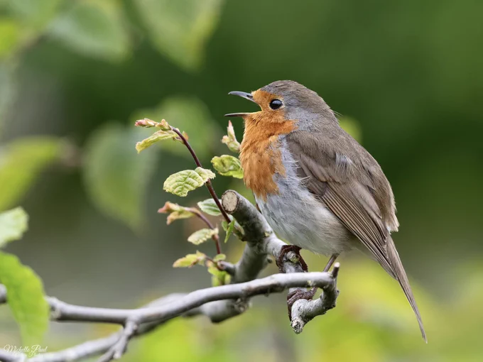 A robin perched on a branch with fresh green leaves, singing with its beak open against a soft green background.