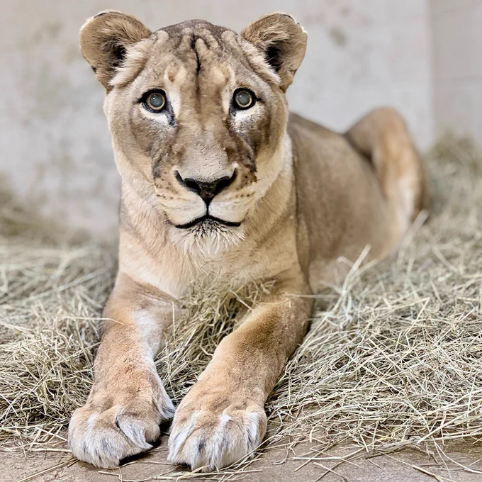 African lion Shera rests on a bed of hay in her indoor enclosure at the Great Cats exhibit. (Leigh Pitsko/Smithsonian)