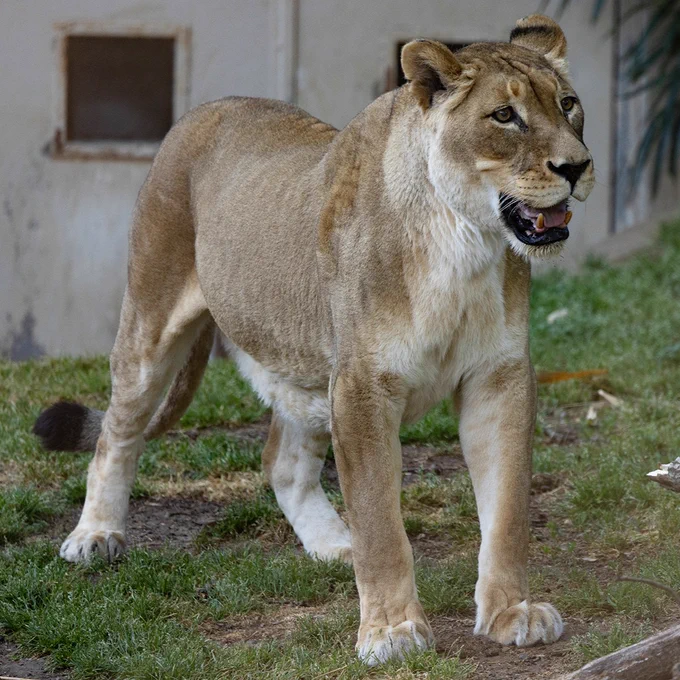 African lion Shera in her outdoor habitat at the Great Cats exhibit on May 1, 2026. (Brett Kuxhausen/Smithsonian)