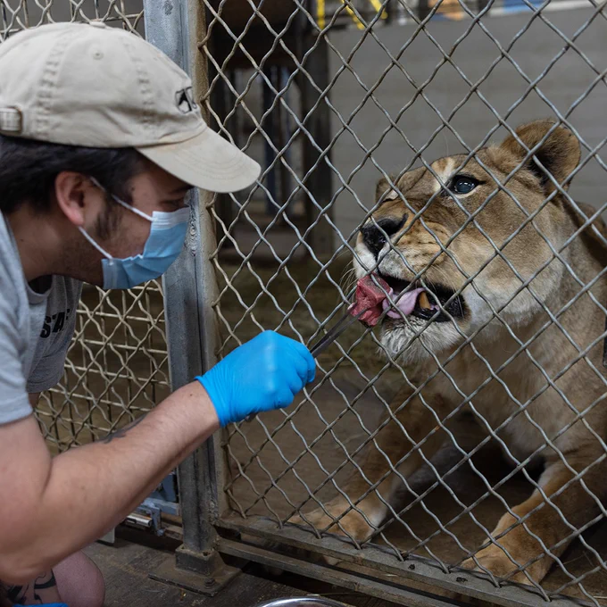 Great Cats keeper Charlie Shaw feeds African lion Shera a beef chunk containing her medications. (Brett Kuxhausen/Smithsonian)