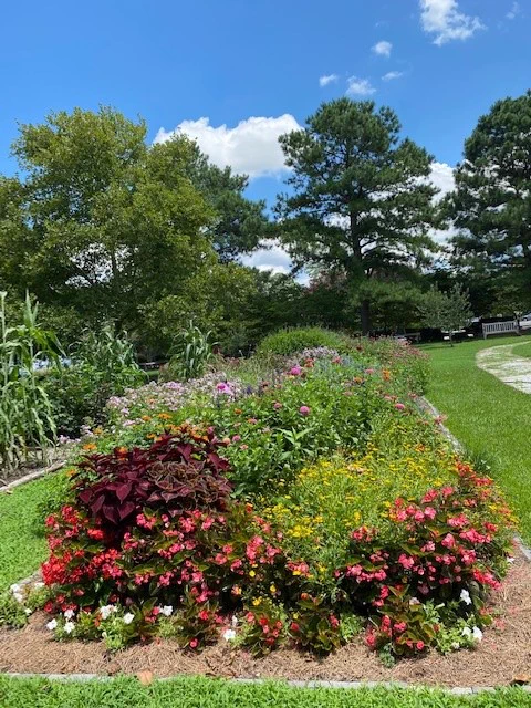 Gardens and flowers at Francis Land House.