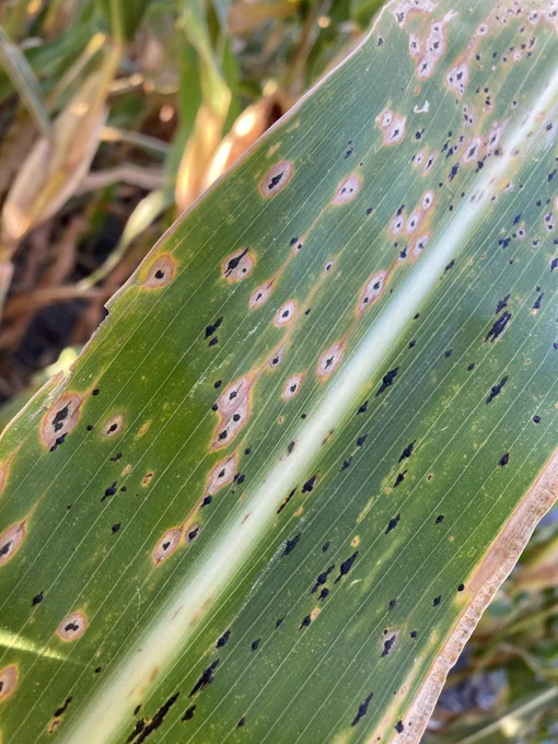 Corn leaf with dead spots and black fungal growth. 