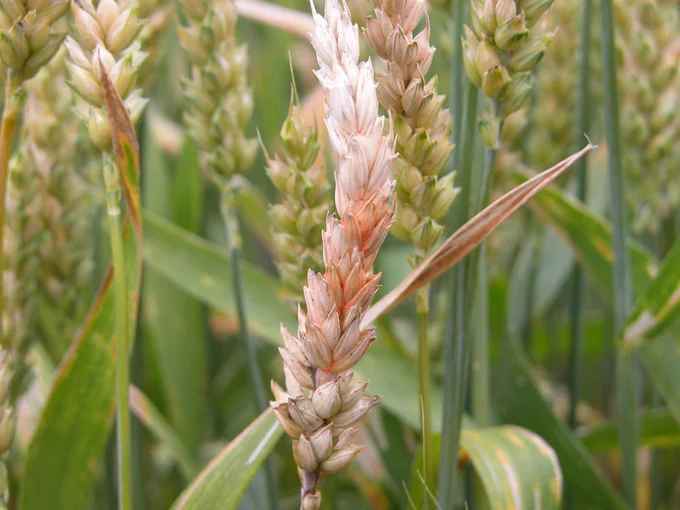 Wheat with orange mold on kernels. 