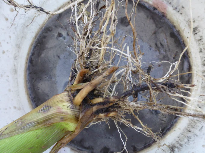 Corn roots injured from corn rootworm washed over a bucket. 