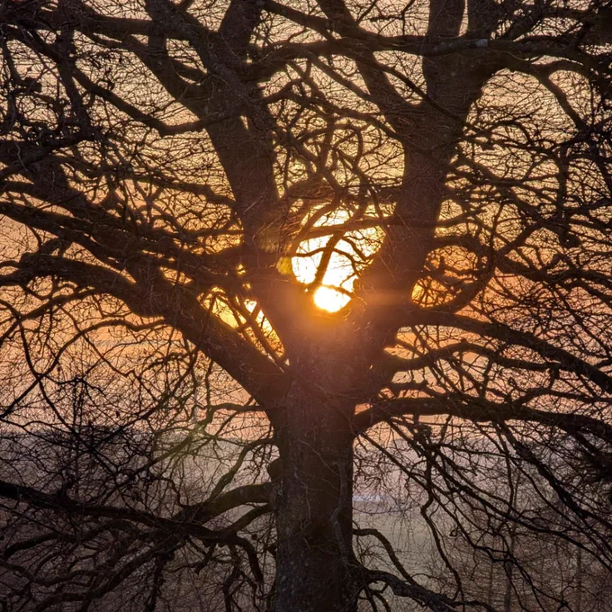 A sunset view from behind a tree.