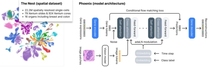Phoenix: a generative AI framework enabling highly accurate virtual spatial transcriptomics from routine H&E. The Nest is a highly curated dataset of 79 Xenium whole slide images and 924 Xenium tissue microarray cores spanning 16 organ systems and 7 gene panels, totaling 22.2 million cell-image & cell-expression pairs. Phoenix uses a flow matching model conditioned on pathology images to generate single-cell transcriptomics.
