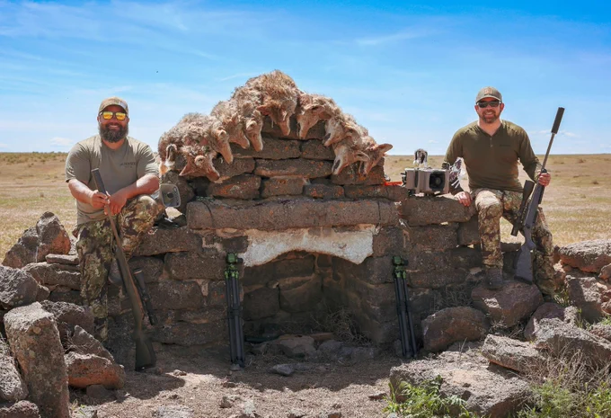 Two hunters with several coyotes.