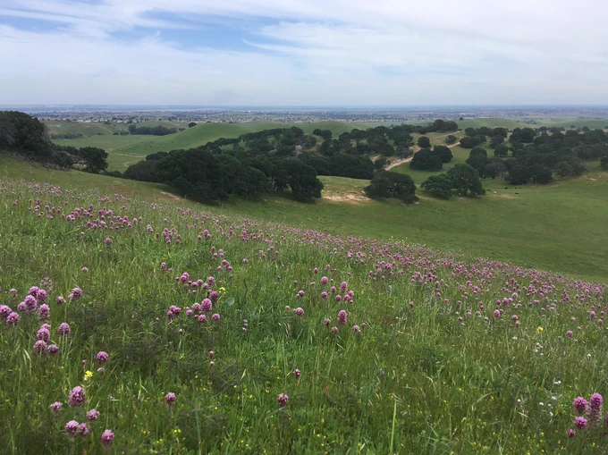 Rolling green hills with pink flowers in the foreground and trees in the distance. 