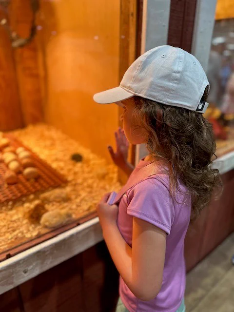 A young girl with brown hair looking into the glass of a chick hatchery at the Got to Be NC Festival. 