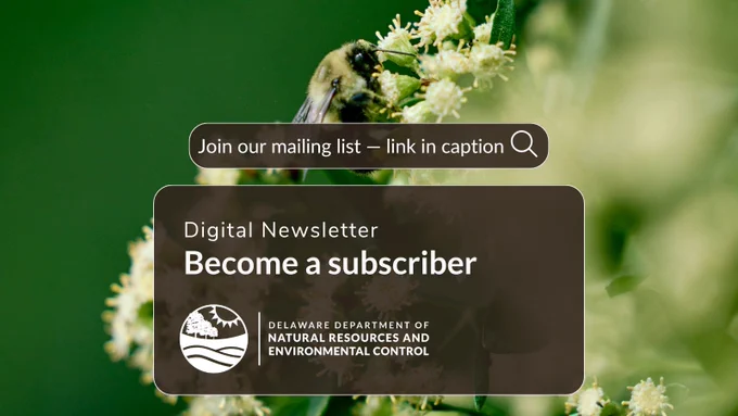 Close-up of a bee on a cluster of small white flowers with green leaves in the background. Overlaid text reads: "Join our mailing list — link in comments" and "Digital Newsletter: Become a subscriber." The logo and name of the Delaware Department of Natural Resources and Environmental Control are at the bottom.