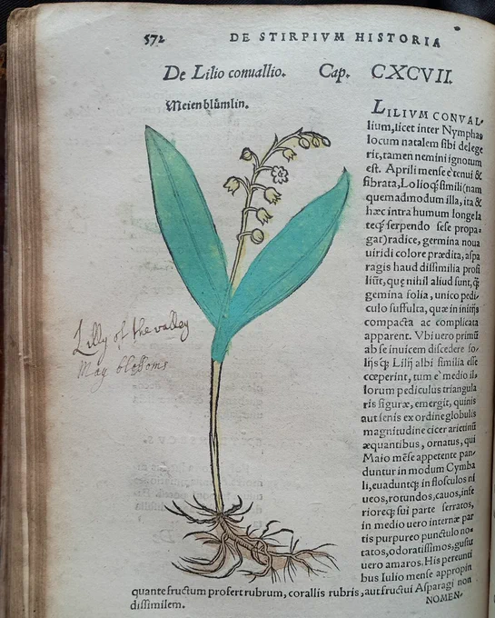 Page from 16th century book showing hand-coloured woodcut of lily of the valley with text in Latin in a column on the right