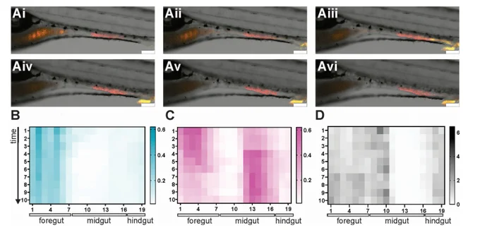 Gut motility supports spatially restricted activation of EHEC virulence genes in wild-type zebrafish larvae.