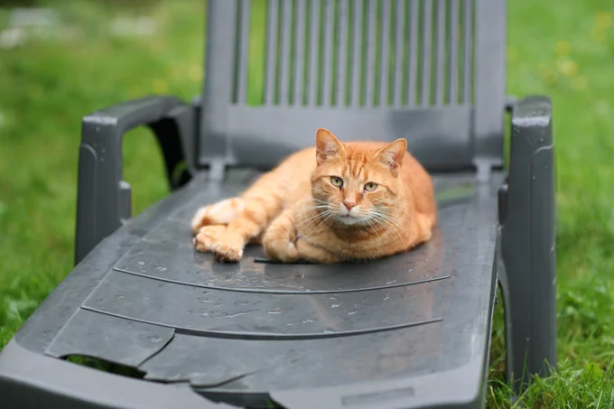 Chat, Tigrou