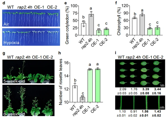 Fig. 2 | RAP2.4h is a key regulator balancing hypoxia tolerance and plant growth.
d, Phenotypes of 1-week -old WT, rap2.4h, OE-1, and OE-2 seedlings subjected to hypoxia (0.1% [v/v] O2) or normoxia (Air) in the dark for 7 h and then incubated in normoxic conditions for 4-d recovery.
e–f, Green cotyledon percentages (e) and relative chlorophyll contents (f) for the genotypes as presented in (d). For each genotype, chlorophyll content in hypoxia-treated seedlings was normalized to that of its own dark control (set to 100%). Data are presented as means ± SD ( n = 3 independent experiments, each with 5 seedlings per genotype).
g , Growth phenotypes of 5-week-old (top) and 6-week-old (bottom) WT, rap2.4h, OE-1, and OE-2 plants.
h , The number of rosette leaves in WT, rap2.4h, OE-1, and OE-2 plants at bolting. Data are presented as means ± SD (n = 3 independent experiments, each with 9 plants per genotype).
i, Phenotypes of the sixth leaf (top) of 5-week-old and main stem (bottom)...

