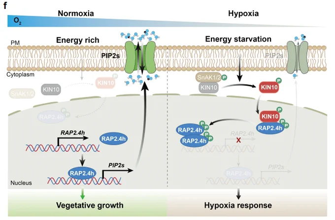 Fig. 8f. A working model showing the essential role of RAP2.4h in fine-tuning the plant growth and hypoxia tolerance tradeoff by the KIN10–RAP2.4h–PIP2. 
Under normoxic conditions, KIN10 is inactive, whereas the activated RAP2.4h –PIP2 module facilitates plant vegetative growth. By contrast, energy starvation caused by hypoxia triggers the SnAK1/2 - dependent activation and nuclear translocation of KIN10 (SnRK1α), which phosphorylates RAP2.4h. Phosphorylated RAP2.4h undergoes auto-interaction and suppresses its own transcriptional activity, leading to decreased levels of PIP2 gene expression, enhanced hypoxia tolerance, and suspended plant growth under hypoxic conditions.