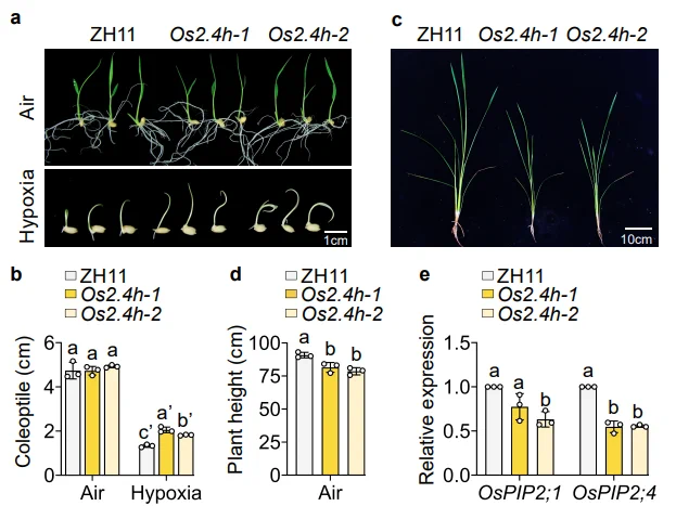 Fig. 8 | The OsRAP2.4h–PIP2 module plays a conserved role in regulating hypoxia tolerance and plant growth. 
a, Seed germination of Zhonghua 11 (ZH11) and OsRAP2.4h knockout lines (Os2.4h-1 and Os2.4h-2) under normal (Air) or hypoxia (0.1% [v/v] O2) for 7 days. 
b, The coleoptile length of the genotypes as presented in (a). Data are presented as means ± SD ( n = 3 independent experiments, each with 7 plants per genotype). Different letters without prime and with one prime indicate significant differences among genotypes under normal (Air) and hypoxia, respectively, at P < 0.05 (one -way ANOVA with Tukey ’s HSD test). 
c , Growth phenotypes of 7-week-old ZH11, Osrap2.4h-1, and Osrap2.4h-2 under normal growth conditions. 
d , The plant heights for the genotypes as presented in (c). Data are presented as means ± SD (n = 3 biological replicates). Different letters indicate significant differences among genotypes at P < 0.05 (one -way ANOVA with Tukey ’s HSD test).
e, RT-qPCR analysis...