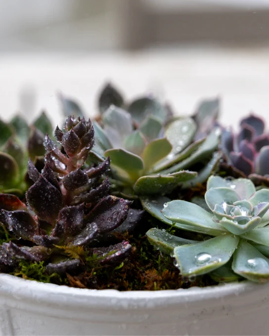 A variety of succulent plants are arranged in a white pot. The succulents display different shapes and shades of green and purple, with some water droplets visible on their leaves.