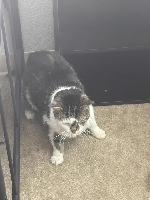 Skittles is freed from under the bar and crouches like she’s unsure of what has happened (her Tha Lady has freed her)