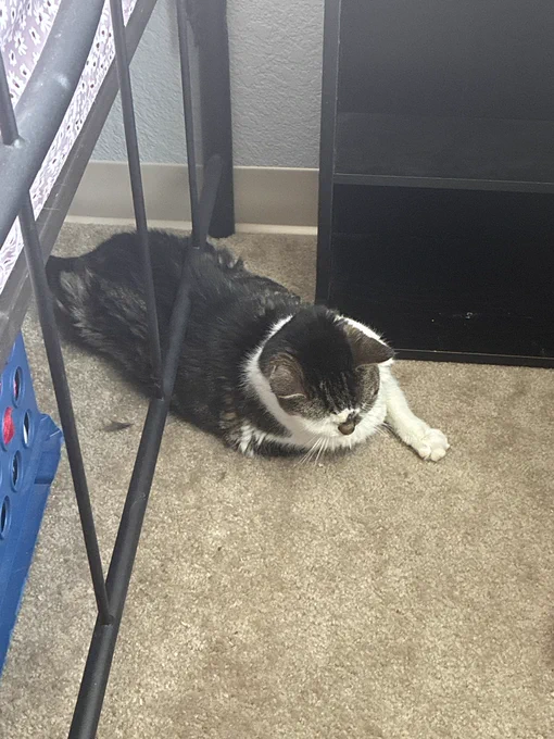 Skittles lays under a bar at the base of the bed frame. She is stuck underneath it.