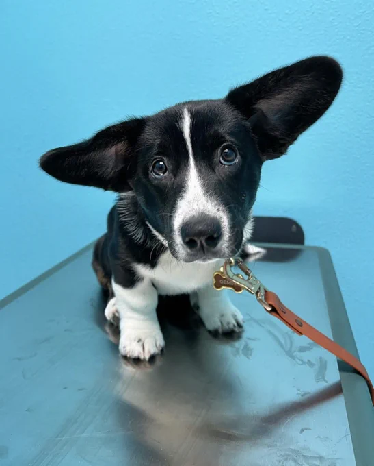 a little black and white corgi puppy sits on the stainless steel table at a vet’s office. the wall behind her is a vibrant cyan, contrasting the silhouette of her big black ears sticking out at a diagonal angle. her eyes are somewhat plaintive or concerned as she waits to hear her diagnosis, and a burnt orange leash hangs down over the edge of the table, presumably to catch her if she starts to float off again.