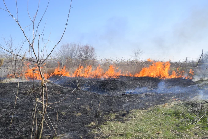 A controlled grass fire burning dry vegetation in an open field under a clear blue sky.