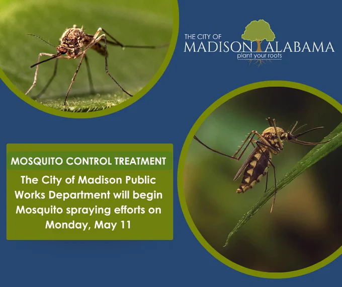 mosquito