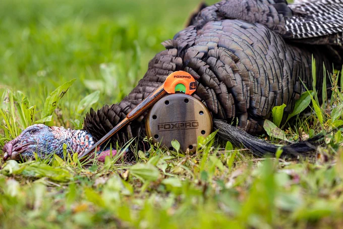 A turkey with some turkey calls.