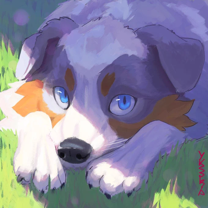 Painting of an australian shepherd dog lying in the grass with its muzzle between its forepaws