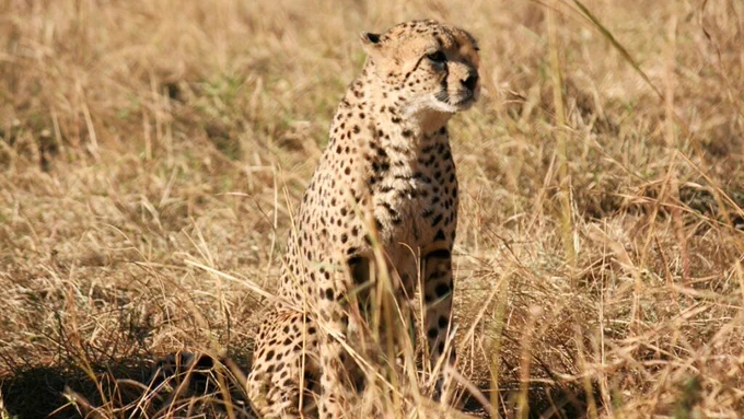 Image of TimKat the cheetah as an adult. Picture by Bereket Girma at Born Free Foundation