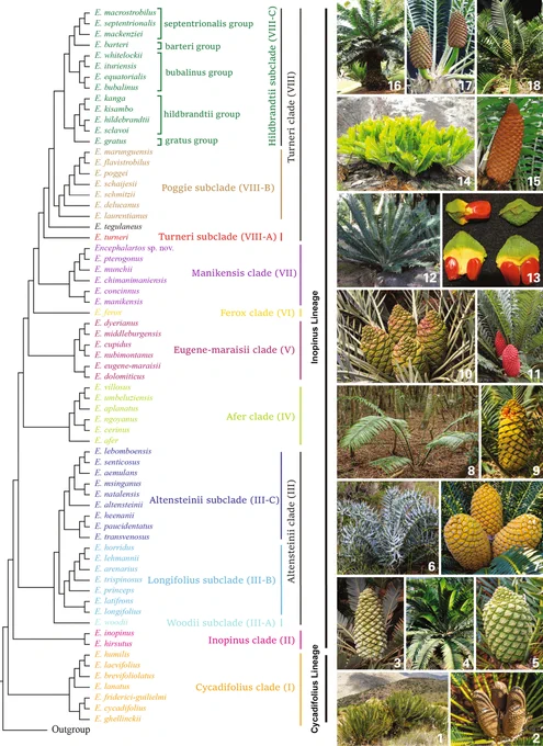 Encephalartos phylogeny and in-situ plant morphology photographs. The phylogenetic analysis shows all major clades based on coalescent analyses of 3,545 single-copy nuclear genes. All the branches are maximally supported (LPP = 1) for both “all codon positions (NT) data set” and “1st and 2nd codon position only (NT12) data set” unless otherwise noted along the branches if LPP < 1 in either case. “-” indicate LPP < 80%.