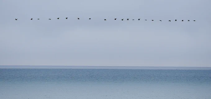 Brent Geese