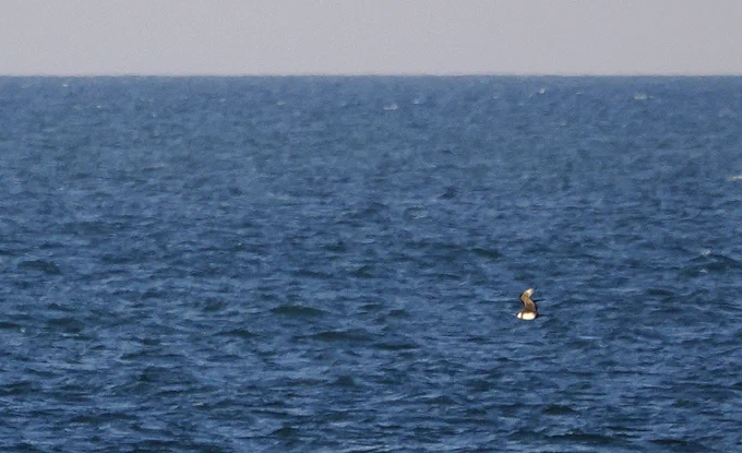 Pomarine Skua