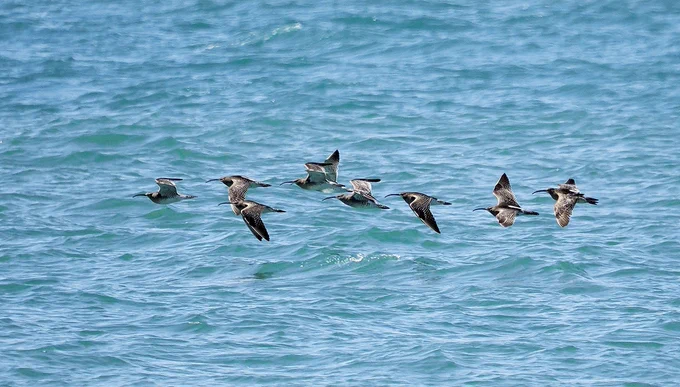 Whimbrel