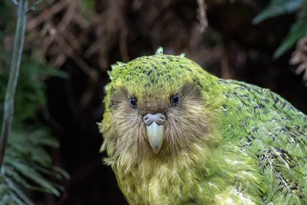 kākāpō